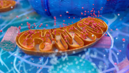 3D-Illustration Mitochondrium